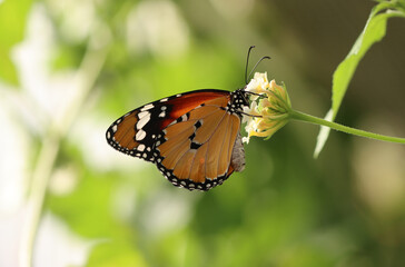 Fototapeta na wymiar Kleiner Monarch - African monarch