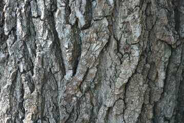 Wooden bark of old tree, wooden and deep background and splash