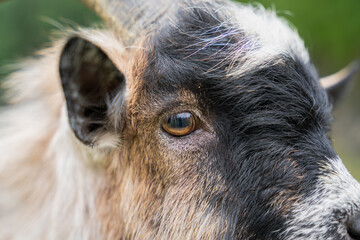 Close-up of a Cameroon goat or African pygmy goat (Capra hircus domestic). Breed of miniature domestic goat, focus on eyes.