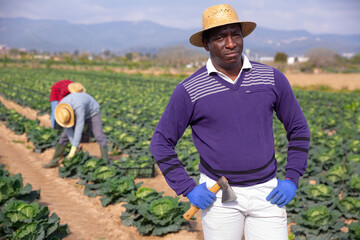 Closeup portrait of confident African American farmer on vegetable plantation during spring works of seasonal savoy cabbage harvest ..