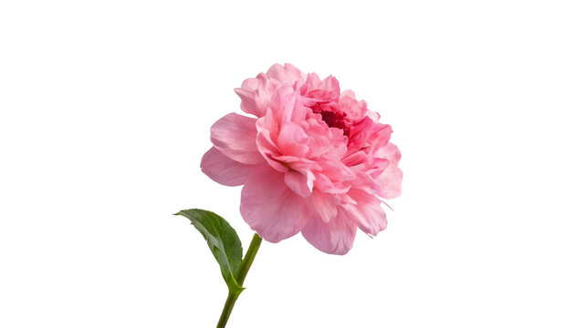 pink rose flower on transparent background 