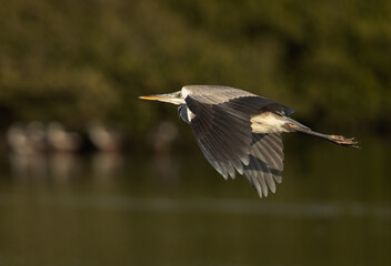 Grey Heron flying at Tubli bay of Bahrain