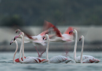 Greater Flamingos takeoff at Eker creek of Bahrain. Image taken at slow shutter in the monring hours.