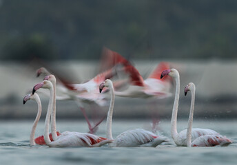 Greater Flamingos takeoff at Eker creek of Bahrain. Image taken at slow shutter in the monring...