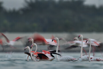 Greater Flamingos takeoff at Eker creek of Bahrain. Image taken at slow shutter