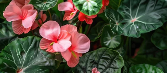 Fotobehang A cluster of blooming pink flowers surrounded by lush green leaves, creating a vibrant and colorful display. The flowers stand out against the backdrop of fresh green foliage, adding a pop of color to © 2rogan