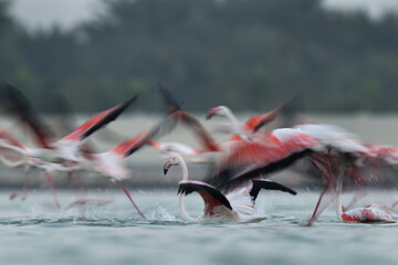 Motion blur image of Greater Flamingos takeoff at Eker creek in the morning, Bahrain