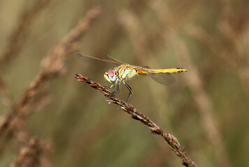 Frühe Heidelibelle - Red-veined Darter