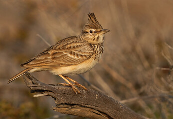 Portrait of a Crested Lark, Bahrain
