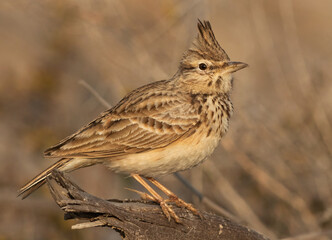 Closeup of a Crested Lark perched on a wooden log, Bahrain