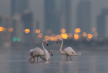 Greater Flamingos feeding in the morning hours with dramatic bokeh of city lights at Eker creek,...