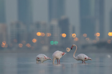 Greater Flamingos in the morning hours with dramatic bokeh of city lights at Eker creek, Bahrai
