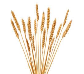 fan of wheat ears isolated on white background
