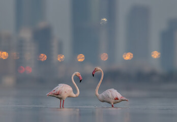 A pair of Greater Flamingos in the morning hours with buildings and dramatic bokeh of city lights...