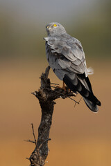 Montagu's harrier perched on a dry tree trunk at Bhigwan bird sanctuary, India