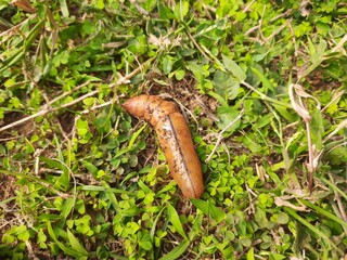 Pupa moth. Its insect the family owlet moths Noctuidae. Red Butterfly cocoon on the ground. Greater Death's Dead Hawk moth cocoon. Acherontia atropos.