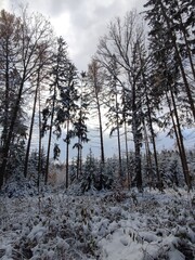 Schnee im Winterwald