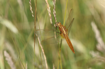 Feuerlibelle - Scarlet Darter