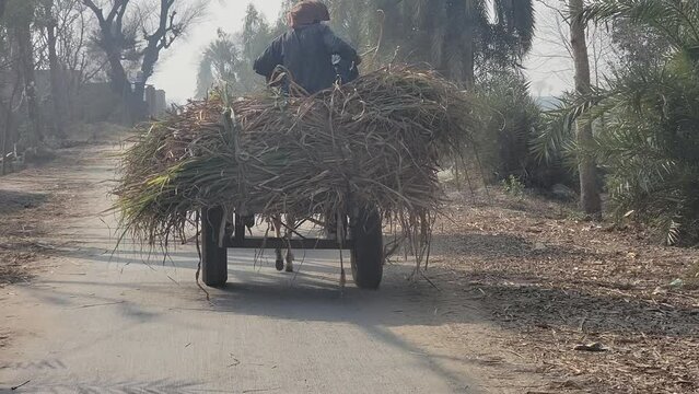 Donkey cart. Donkey carts still drive in villages and small towns. Donkey carries bushes in Layyah Pakistan. Village traditional transport with domestic donkey. pakistani people scenery. 4K Footage.