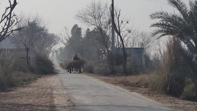 Donkey cart. Donkey carts still drive in villages and small towns. Donkey carries bushes in Layyah Pakistan. Village traditional transport with domestic donkey. pakistani people scenery. 4K Footage.