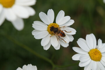 Obraz premium Daisy and bee