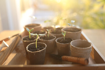Outdoor gardening small sprout growing plant in paper pots with natural sunlight