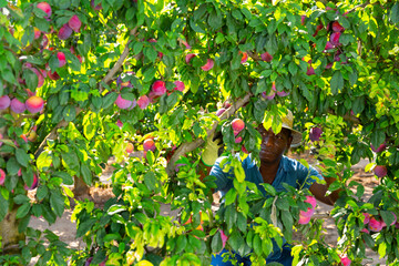 African-american man harvesting ripe plums on fruit plantation.