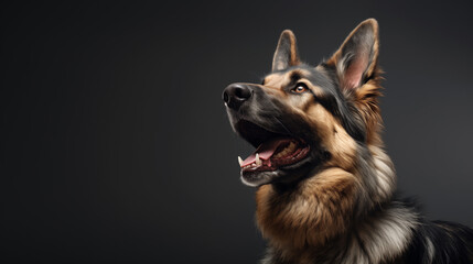 Happy German Shepherd Dog - Grey Background with Space for Text. Ideal for Pet-Themed Projects