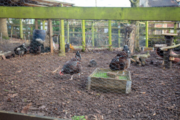 Chickens inside the chicken coop. View from outside with the wire mesh