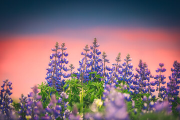 Colorful purple Lupin flower blooming and  sunset sky on background in summer