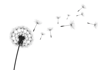 Fotobehang Vector illustration dandelion time. Black Dandelion seeds blowing in the wind. The wind inflates a dandelion isolated on white background. © TestersDesigns
