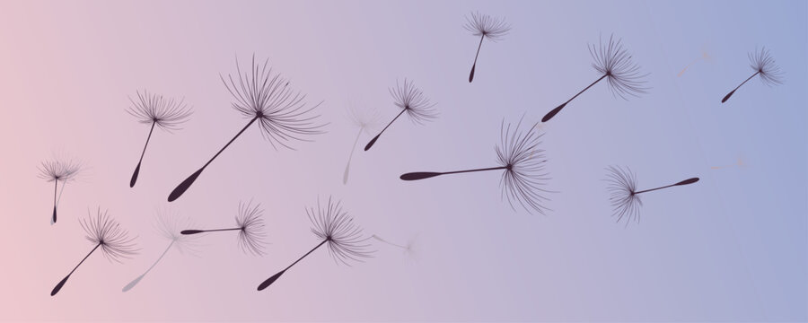 Vector illustration of dandelion time. Beautiful realistic Dandelion seeds blowing in the wind. The wind inflates a dandelion isolated in an editable evening purple sky background.
