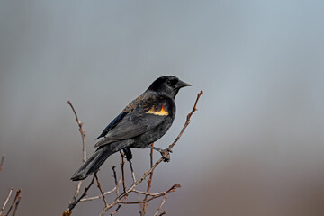 Red-winged blackbird on a branch. It is a passerine bird of the family Icteridae found in most of...