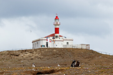 Fototapeta na wymiar Faro Isla Magdalena, Maritime Signalling Lighthouse at Famous Penguin Reserve National Monument on Magdalena Island in Strait of Magellan off Punta Arenas Patagonia Coast