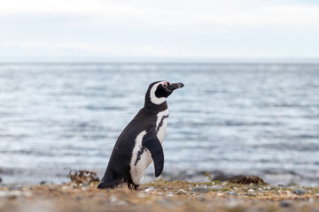 Penguin walking on shore on a sunny day, isla magdalena Coastal wildlife.