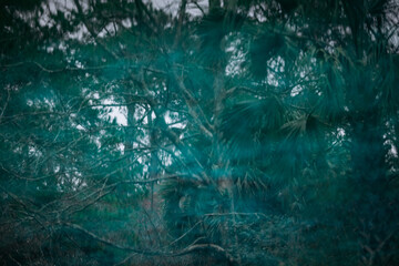 An outdoors green background of the reflection of tall trees on the water of a pond or lake