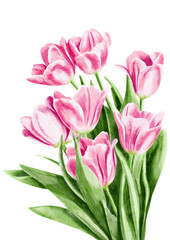 Pink tulips, digital watercolor without background