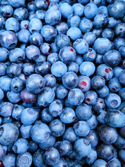 Close-up of freshly collected, picked bilberry or blueberry (Vaccinium myrtillus) in Sweden