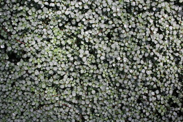 Top view of many small green plants.