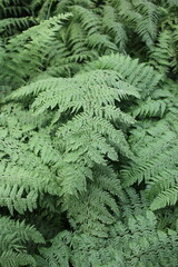 green fern background