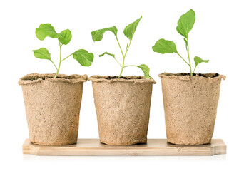 three peat pots with young sprout on a wooden stand on a white isolated background
