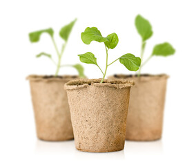 three peat pots with sprouts on a white isolated background