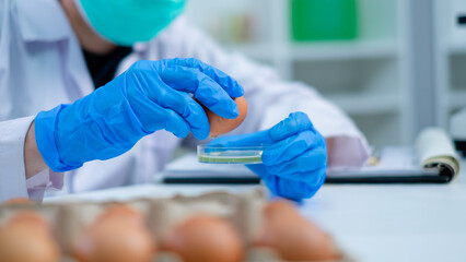 Scientist or nutritionist is pouring egg yolk to do test, experiment or research in laboratory,...