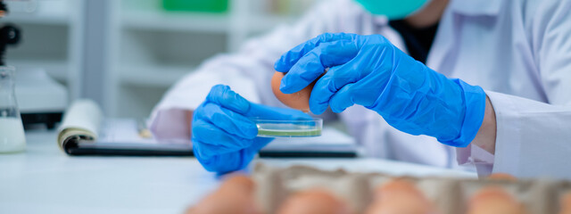 Scientist or nutritionist is pouring egg yolk to do test, experiment or research in laboratory, concept of microbiology, biochemistry, biotechnology, livestock factory or farm quality control protein - obrazy, fototapety, plakaty
