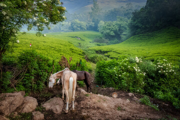 Naklejka premium Two horses at the Munnar Tea Plantation Hill Station in Munnar, Idukki, Kerala, India