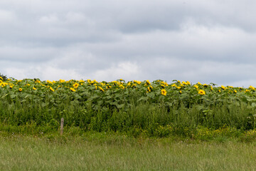 field of sunflowers in the summer