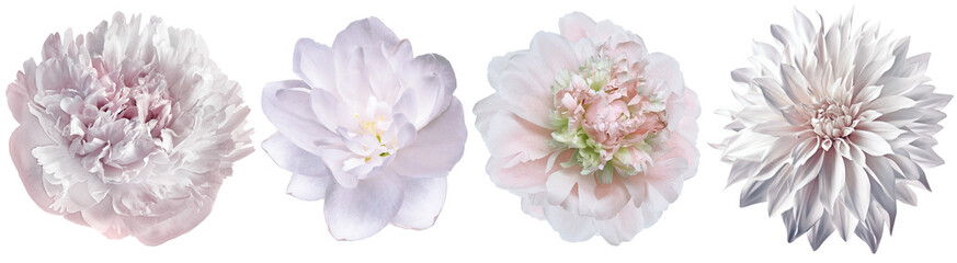 Set   peonies  flowers   on white isolated background with clipping path. Closeup.. Transparent...
