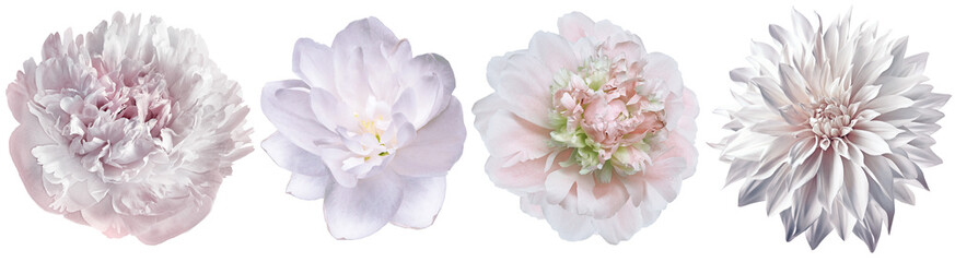 Set   peonies  flowers   on white isolated background with clipping path. Closeup.. Transparent background.   Nature. 