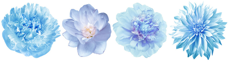 Set  blue  peonies  flowers   on white isolated background with clipping path. Closeup..  Nature. .
