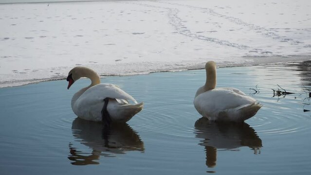 ケガをして越冬できずにウトナイ湖に留まるハクチョウ
